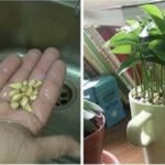 piantare il limone in una tazza
