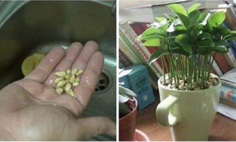 piantare il limone in una tazza