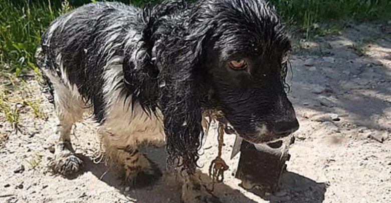 Cagnolino