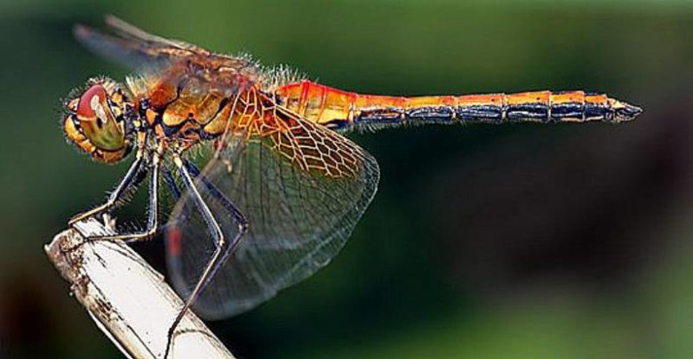 Libellule