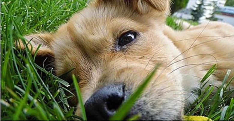 Cani