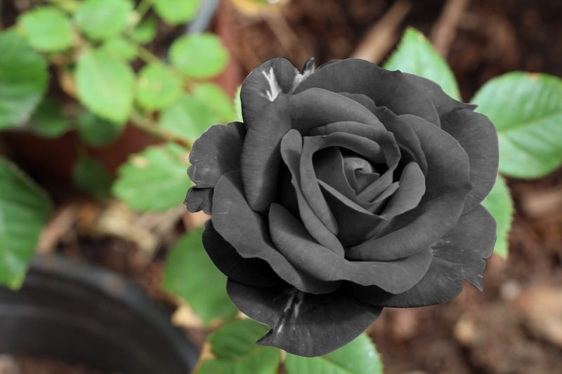 Rosa nera 