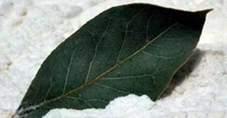 Alloro