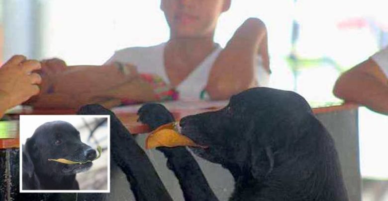 Cane compra un biscotto