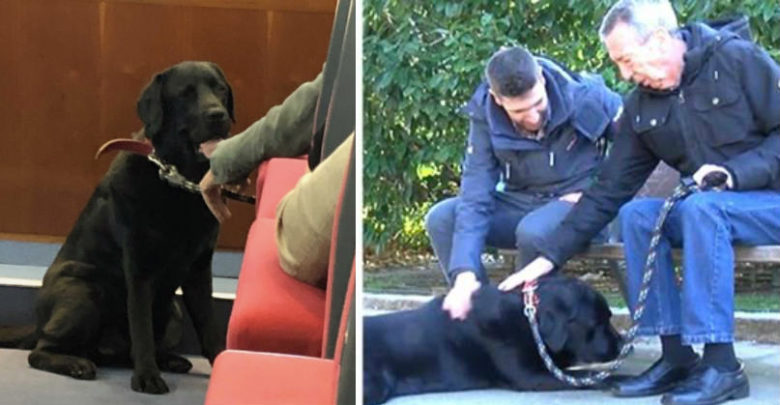 Lass Labrador cane