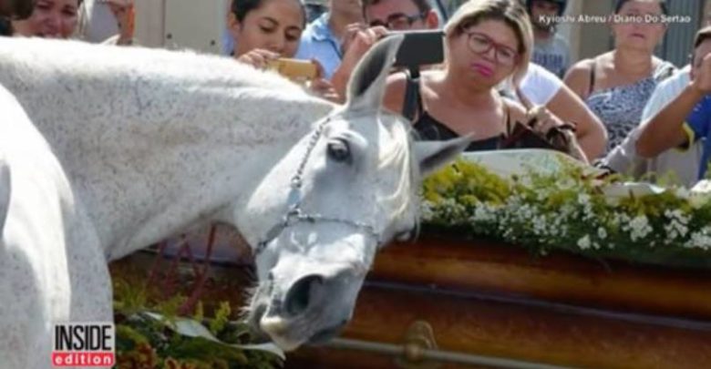 cavallo