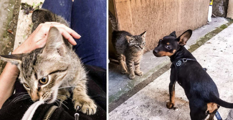 cane e un gatto randagio