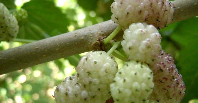 gelso bianco proprietà