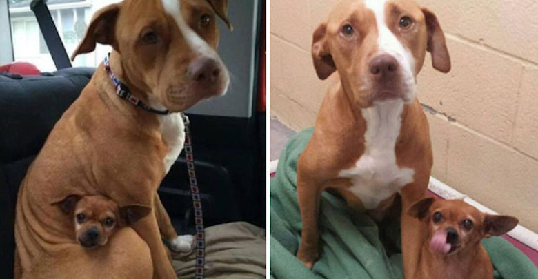 pitbull amicizia