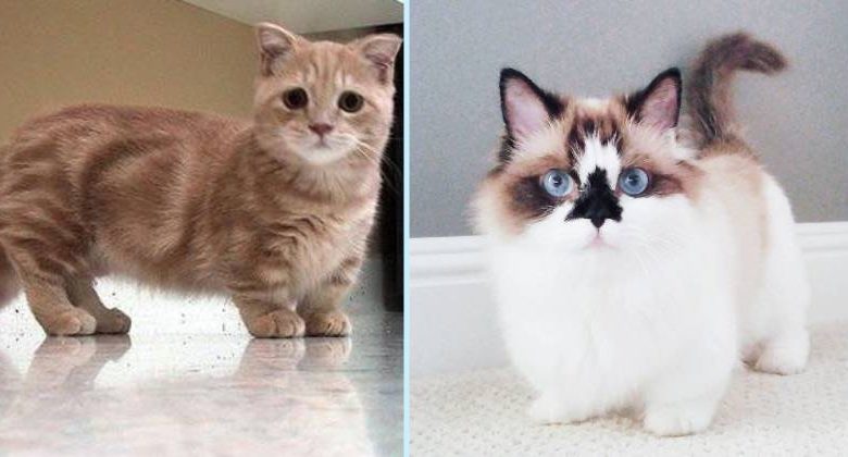 gatto