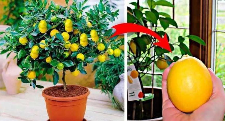 limone vaso