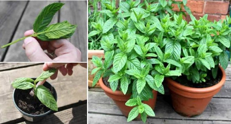 menta