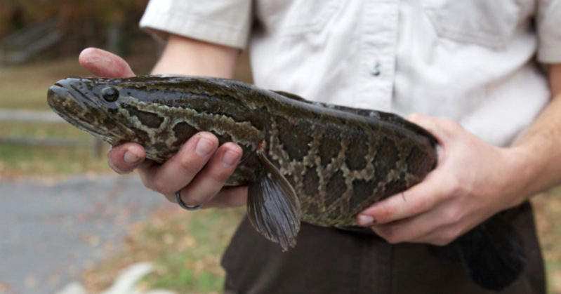 Pesce serpente, la specie aliena in USA