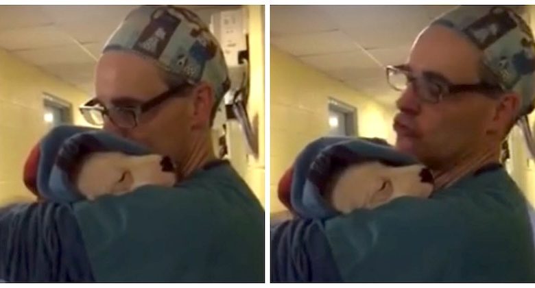 Il veterinario consola il cane