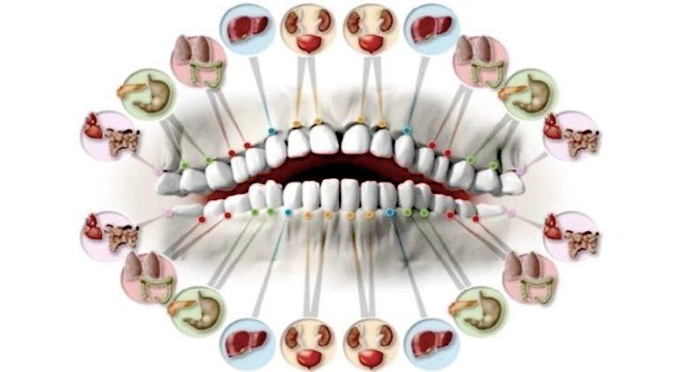 collegamento fra denti e organi