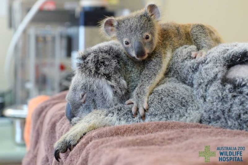 Il piccolo koala non vuole lasciare la mamma 