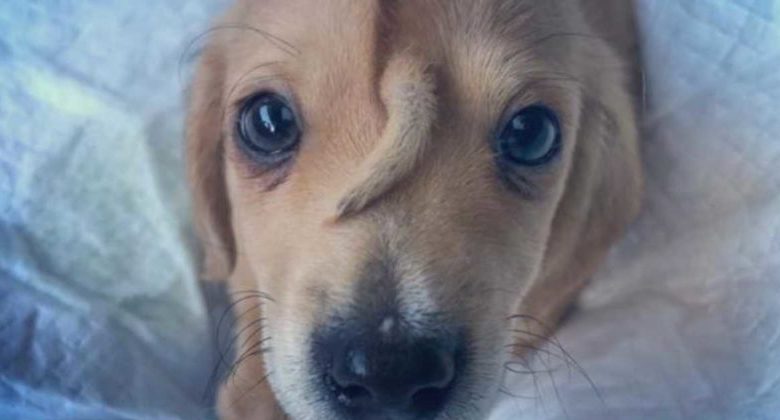 La storia del cagnolino unicorno