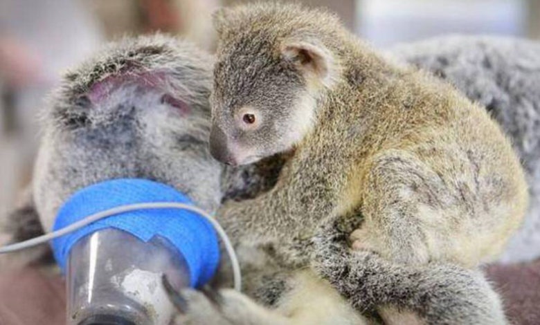 Il cucciolo di koala non vuole lasciare la su mamma