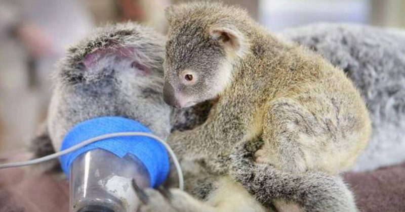 Il cucciolo di koala non vuole lasciare la su mamma