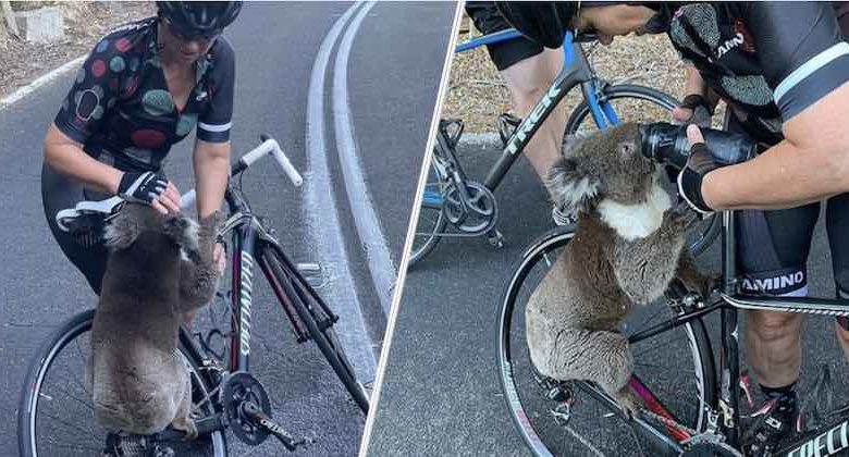 Koala assetato