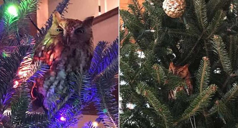 gufo albero di natale