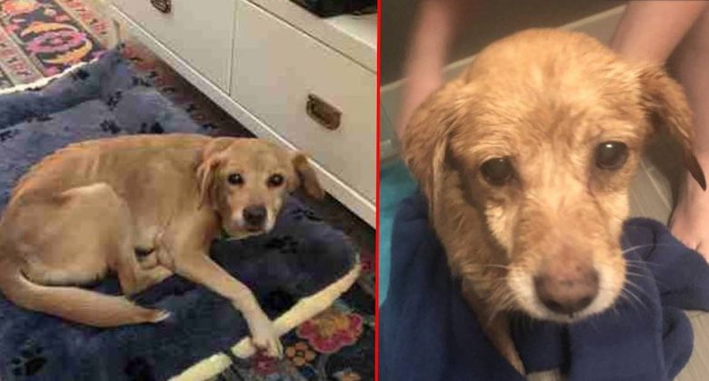 ritrova con un cane in salotto