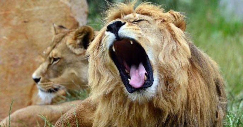 bracconieri uccisi da leoni