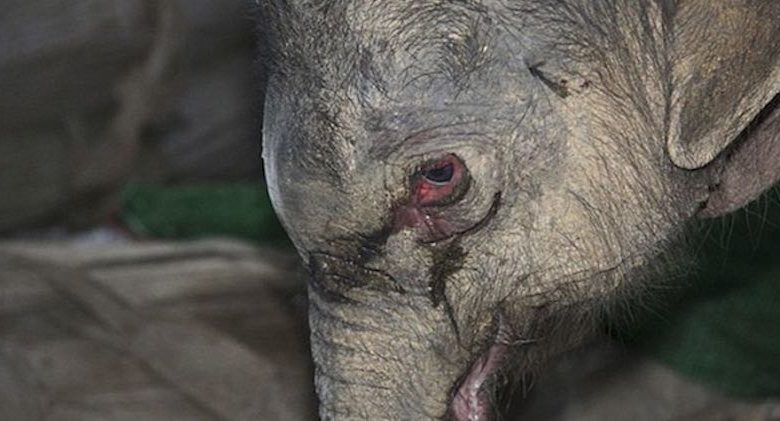 elefante piange