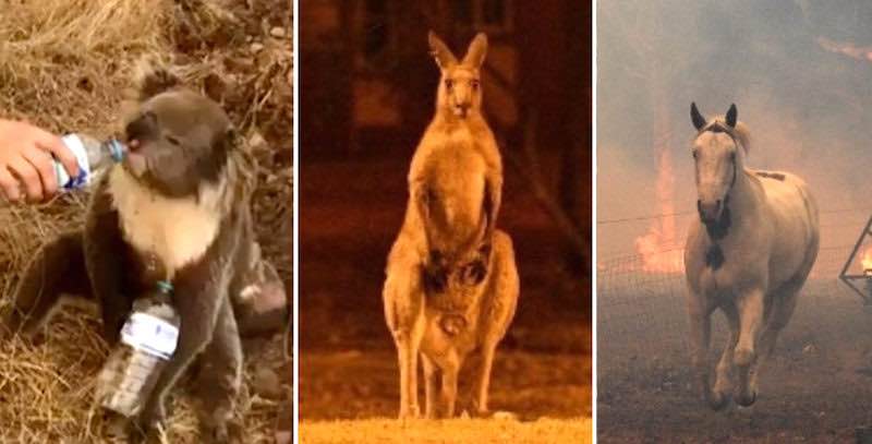 incendi Australia animali