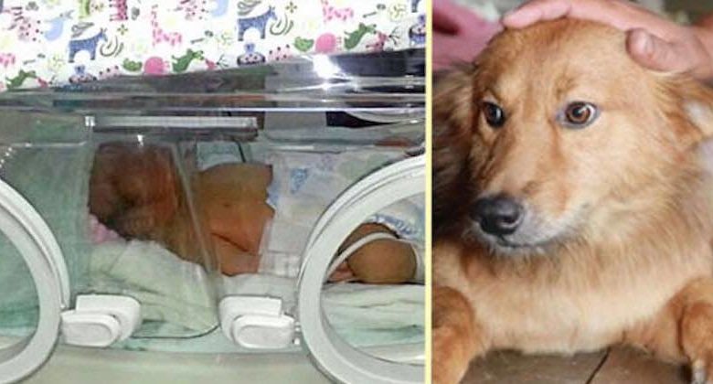 cane ha salvato neonato abbandonato