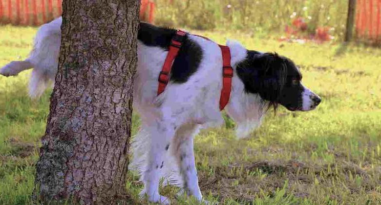 nuove norme padroni cani