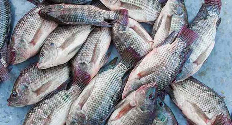 pesce Tilapia