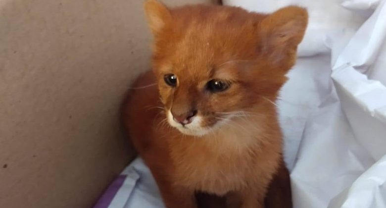 puma scambiato per gatto