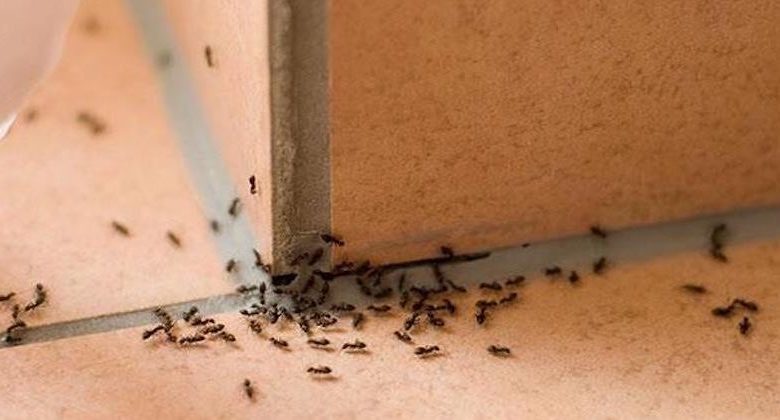 repellenti naturali formiche fai da te