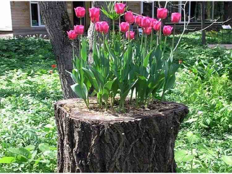 Fioriera con tulipani 