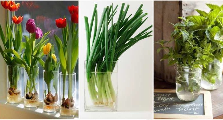 Fiori e verdure da coltivare in un bicchiere d’acqua