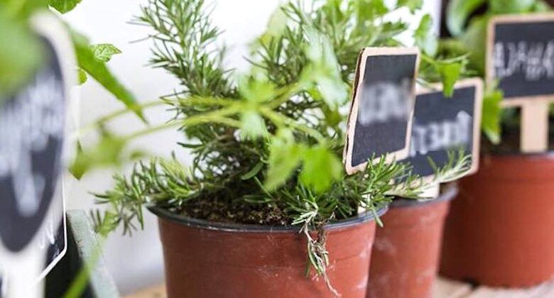 Come piantare a casa le erbe aromatiche