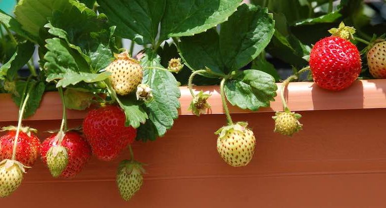 come coltivare le fragole partendo dal frutto