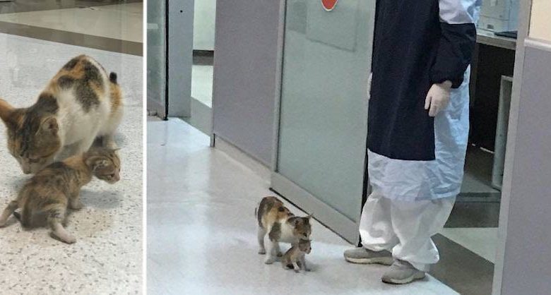 gatto in ospedale