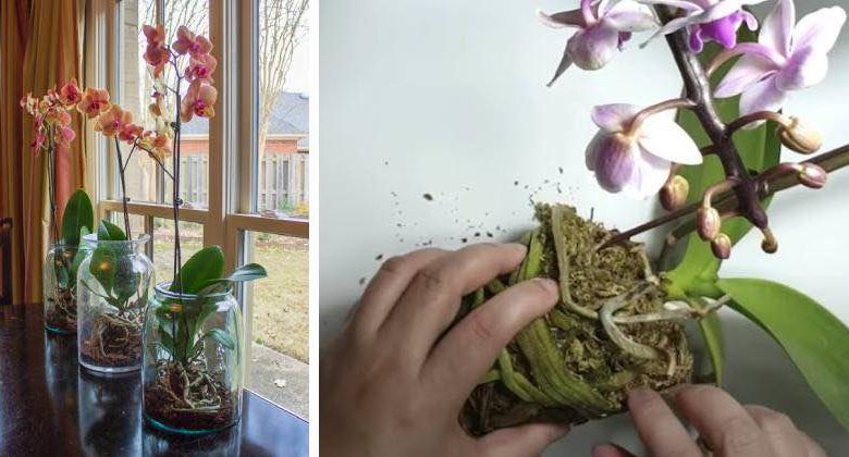 prendersi cura orchidea