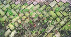 rimedi erbacce giardino