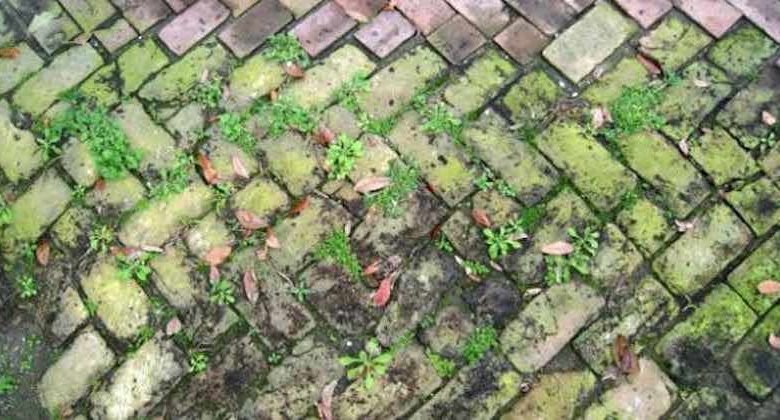 rimedi erbacce giardino