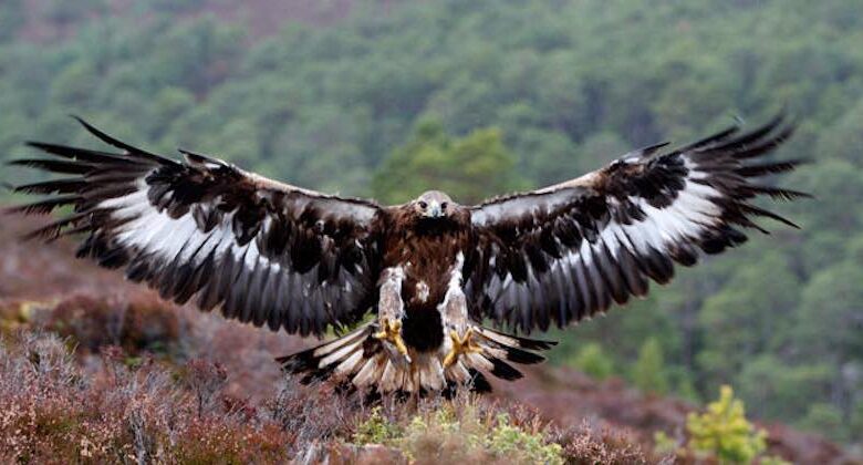 Aquila reale uccisa nel nido