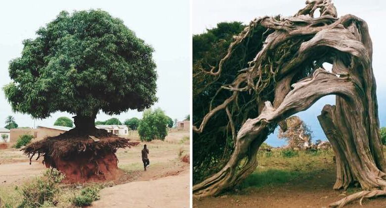 alberi che sorprendono