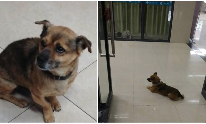 Cane che aspetta il padrone