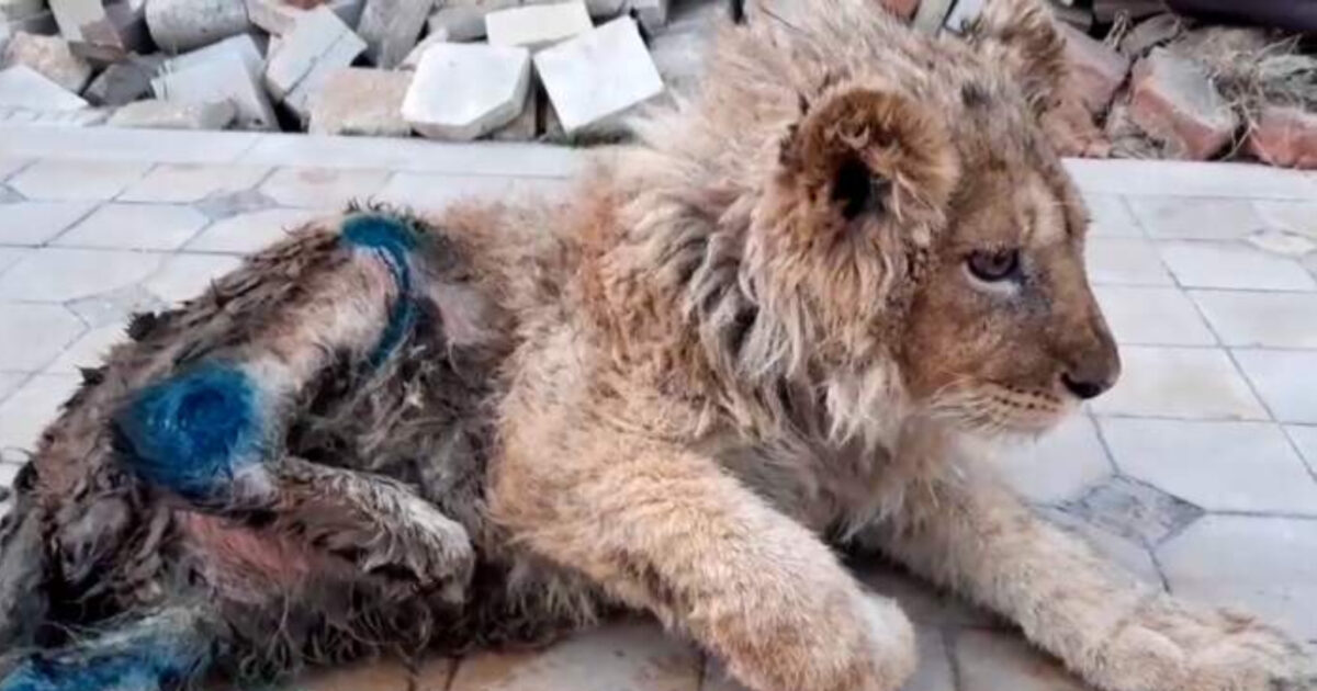 Spezzano le gambe al cucciolo di leone per tenerlo fermo durante i selfie
