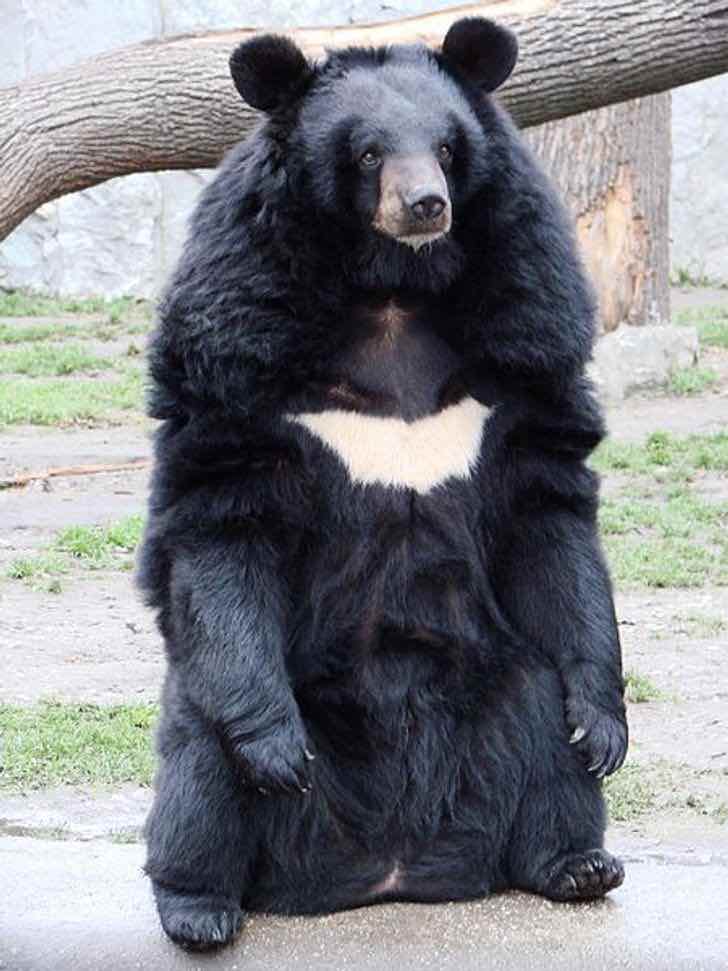 orso grande