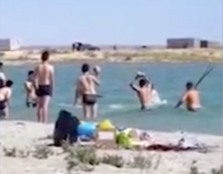 Turisti prendono a bastonate e sassate una foca