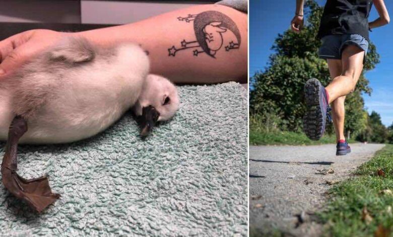 Un Cucciolo di cigno preso a calci