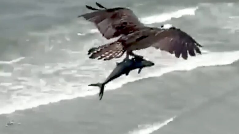 aquila cattura uno squalo